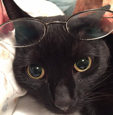 Since Zen is the Editor in Chief we thought it would add to his image as an intellectual if he wore glasses.